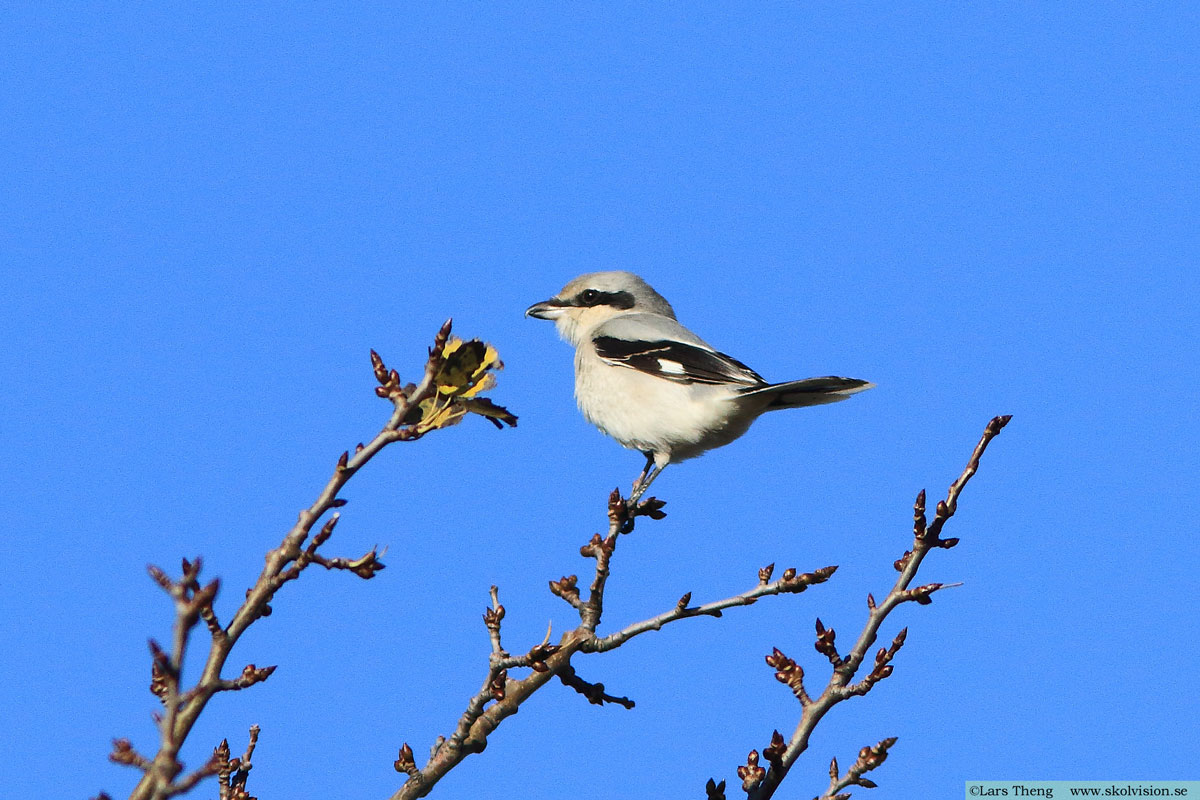 Varfågel, Lanius excubitor